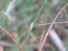 Draeculacephala angulifera