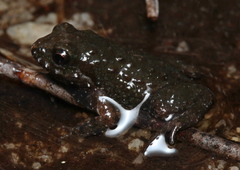Arthroleptella rugosa