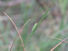 Draeculacephala angulifera