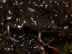 Arthroleptella rugosa