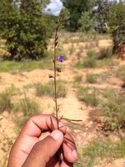 Polygala schoenlankii
