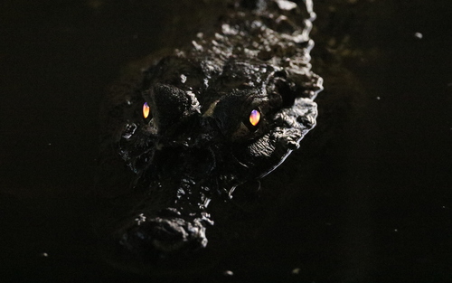 Black caiman, Melanosuchus niger