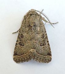 Protorthodes melanopis