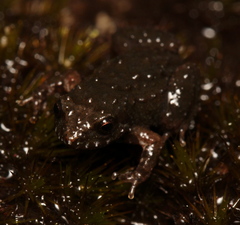 Arthroleptella rugosa