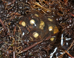 Arthroleptella rugosa