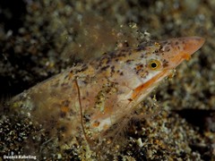 Apterichtus anguiformis