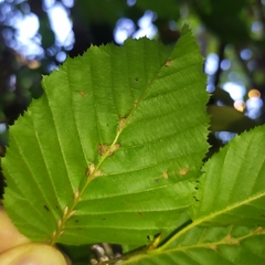 Aceria tenella