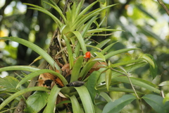 Guzmania monostachia