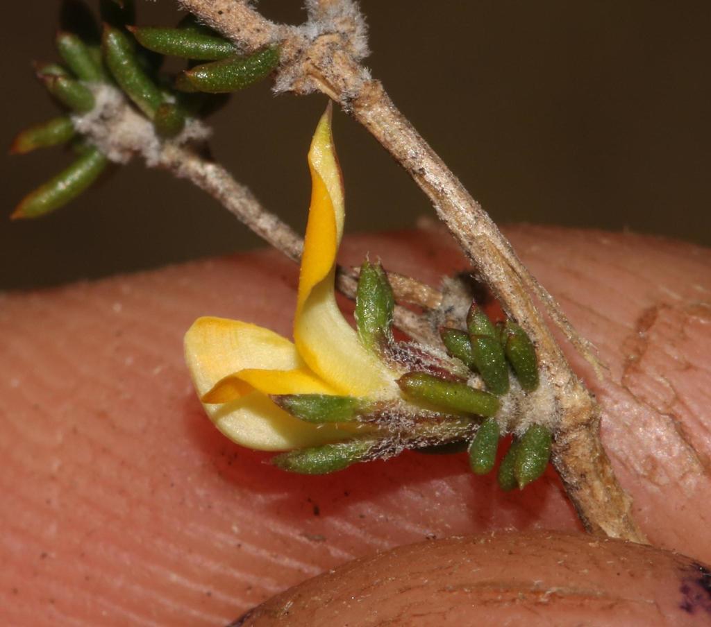 Pebble Capegorse