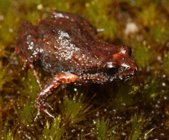 Arthroleptella rugosa