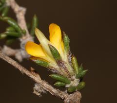 Aspalathus microlithica
