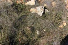 Aspalathus microlithica