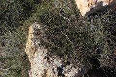 Aspalathus microlithica