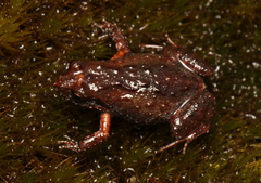 Arthroleptella rugosa