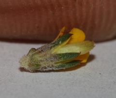 Aspalathus microlithica