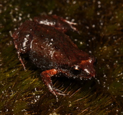 Arthroleptella rugosa