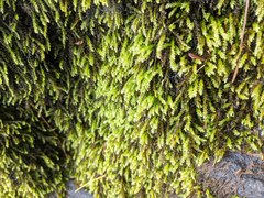 Rhynchostegium aquaticum