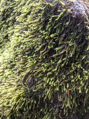 Rhynchostegium aquaticum
