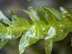 Rhynchostegium aquaticum