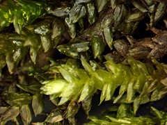 Rhynchostegium aquaticum