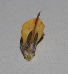 Aspalathus microlithica