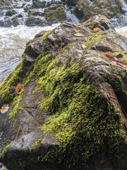 Rhynchostegium aquaticum