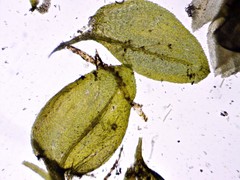 Rhynchostegium aquaticum