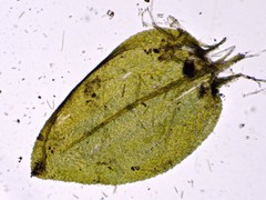 Rhynchostegium aquaticum