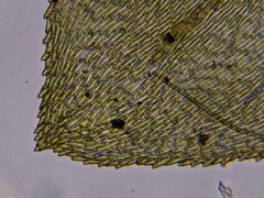 Rhynchostegium aquaticum