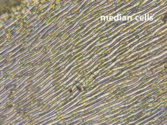 Rhynchostegium aquaticum
