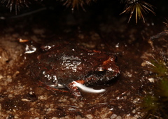 Arthroleptella rugosa