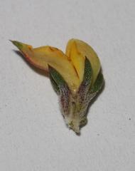 Aspalathus microlithica