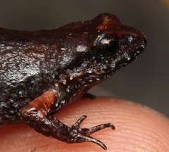 Arthroleptella rugosa