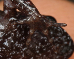 Arthroleptella rugosa