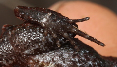 Arthroleptella rugosa