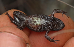 Arthroleptella rugosa