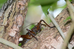 Deinacrida heteracantha