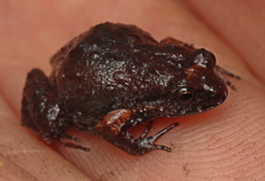 Arthroleptella rugosa
