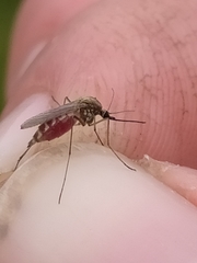 Aedes trivittatus