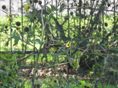 Spinus psaltria