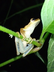 Boana calcarata