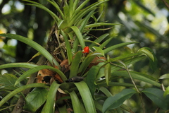 Guzmania monostachia