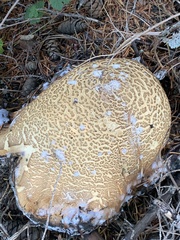 Caloboletus rubripes