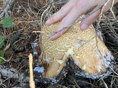 Caloboletus rubripes