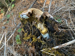 Caloboletus rubripes