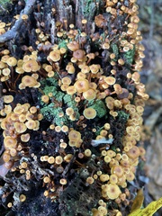 Xeromphalina campanelloides