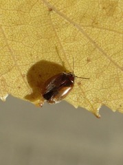 Contacyphon variabilis