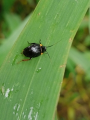 Hemithyrsocera palliata