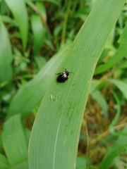 Hemithyrsocera palliata