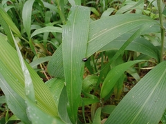 Hemithyrsocera palliata